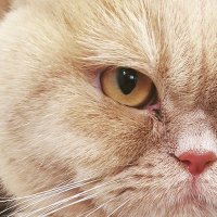 tcmrt (@olmadiklaf) 's Twitter Profile