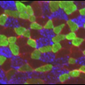 CraigAGoodman1's profile picture. Senior Scientist that investigates the molecular mechanisms that regulate skeletal muscle mass and function in health and in various disease states
