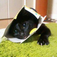 進撃の黒猫🐈‍⬛(@9aA39QnzA1Sgb7B) 's Twitter Profile Photo