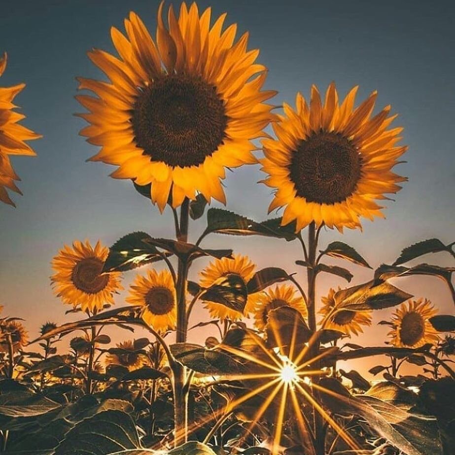 raafaelacoelho's profile picture. feche os olhos e sinta a vibe !