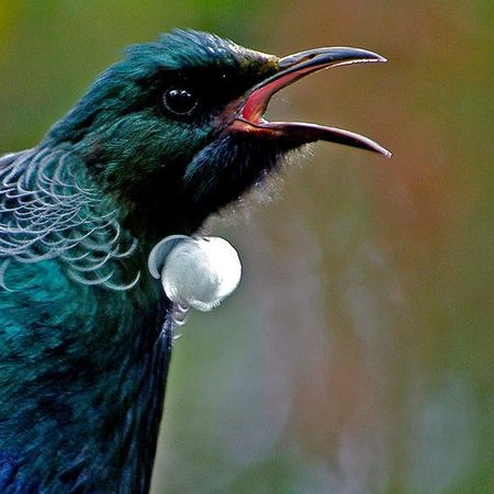 tuitalks's profile picture. a tūī that talks