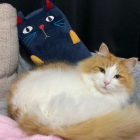 なお✩ (@nao_gran) 's Twitter Profile