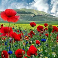 Teressa (@tesamm) 's Twitter Profile Photo