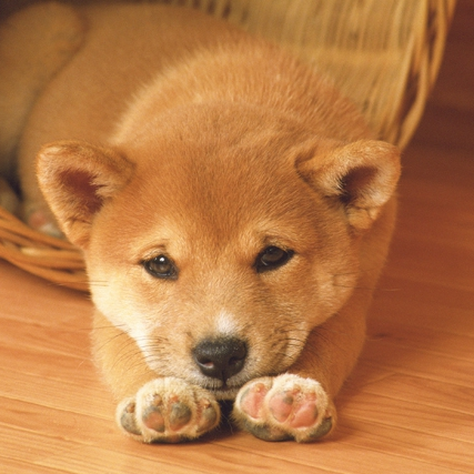 初めまして＾・ｗ・＾ノ
柴犬チロと申します。よろしくお願いします