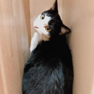 まいみるの猫アカウント。猫1匹飼ってます✨💫無言フォロー大歓迎🍀お友達たくさんできますようにー！