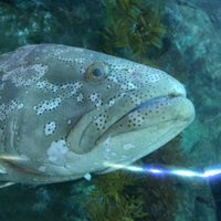 えがぱひ (@egapahi) Twitter profile photo