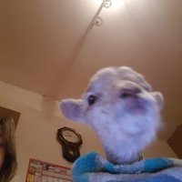 emma taylor (@emmatay60531702) 's Twitter Profile