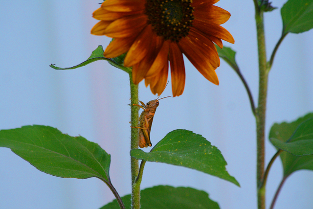 debdion's profile picture. 