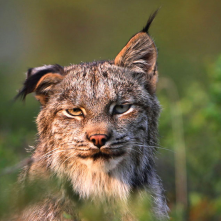 Leonato Lynx 🌻🐶💣🍺