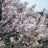 proliferationのアイコン