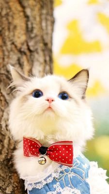 Twitter始めて1年が経ちました✨
自分の好きなことをゆるーく呟いたりしてます😊
猫や柴犬が大好きです✨
あとは、料理、パン作りまぁまぁ好き👍
音楽は、サバプロが私の中でイチオシのバンド🎵あと、きょんくま部応援中✨