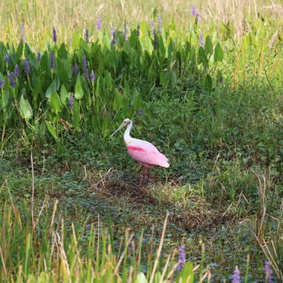 Cat lover, nature enthusiast, accountant & writer. We have a pond full of birds that have a lot to chirp about.