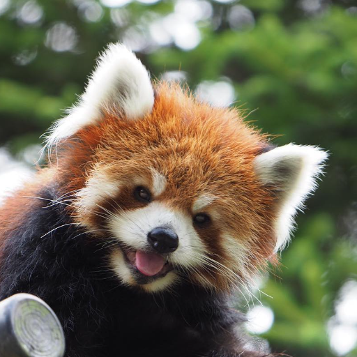 Love sharing Red Pandas🐾 *I own no content posted* //