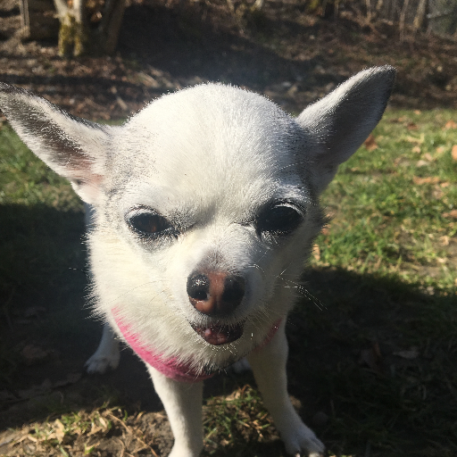 esinedb's profile picture. Mami, Exilzürcherin, SocialMedia-Experimentiererin, Sitcom-Junkie und Jin Shin Jyutsu Praktikerin