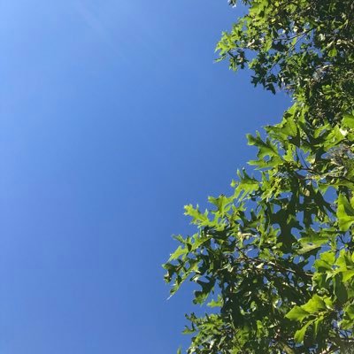 treebarkzm's profile picture. 