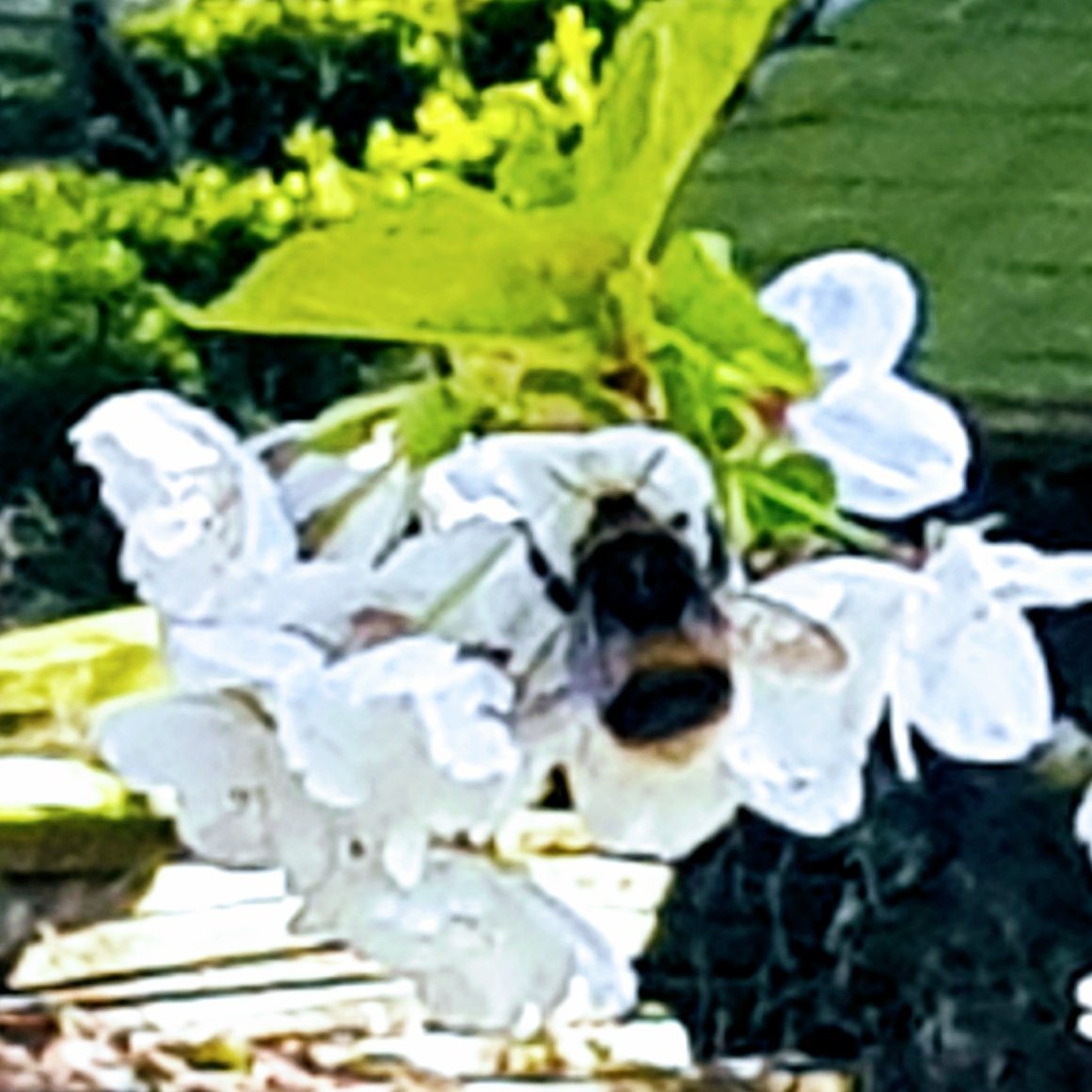 Alternative Research, a not for profit company for research into and practice of really alternative medicine and alternative thinking.