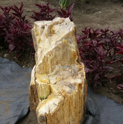 fabianrico2406's profile picture. 