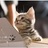 甘猫( ´ ▽ ` )ノのアイコン