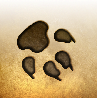 VulpiInc's profile picture. Vulpi is a leading international publisher and developer of games and applications for the iOS platform.