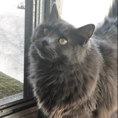 SassySophie529's profile picture. Follow Miss Sophie on Instagram! 🎀@SweetSassySophie 🛍Shop @Pawtix (⬇️) with Sophie, use code ‘SassySophie’ at checkout for 15% OFF!