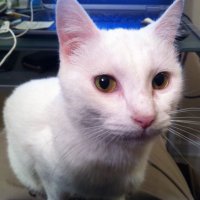 ❌ ⚔️ Tomcat The MAGA Extremist⚔️❌ (@jw0672) 's Twitter Profile