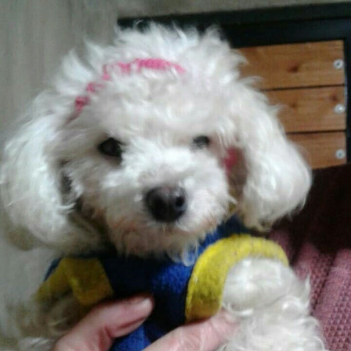 Amo a los animales 🐾 No al maltrato!chau fans K y M !defiendo a los olvidados: abuelos,discapacitados,niños y animales,Bostera d ALMA💙💛💙!