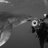 SpaceShark's profile image
