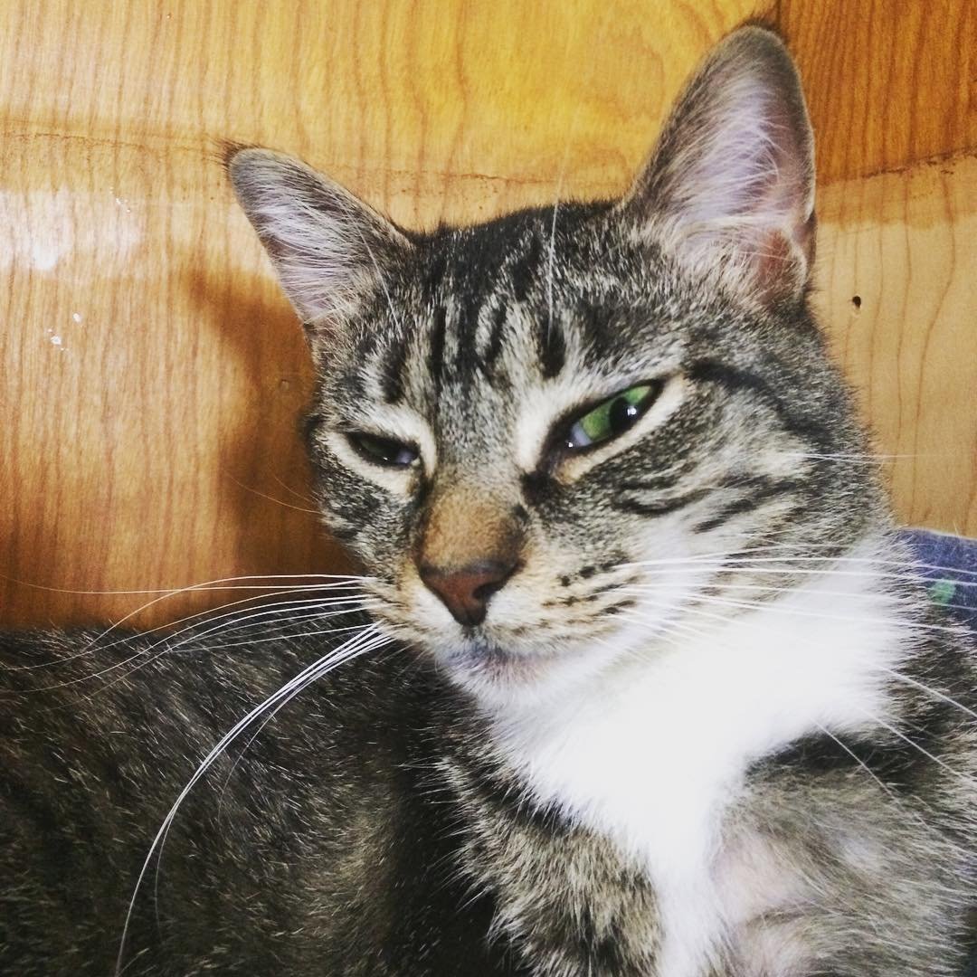 SkeetMcSkeet1's profile picture. Watch Out! I Might Skeet On You!