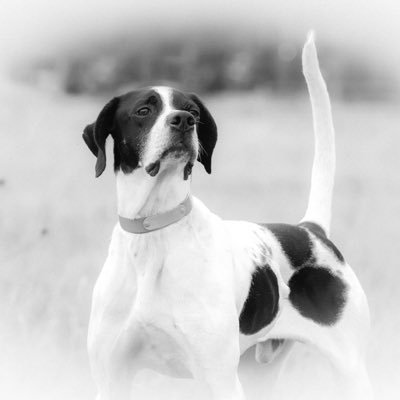 just a guy who loves dogs, upland hunting and most important his family.