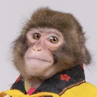 Monkey 74 🐵(@Mnky74) 's Twitter Profileg