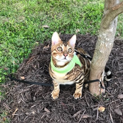 kmoncol's profile picture. Very interested in the world around me and I always have an opinion. I also can change said opinion at any moment...stay tuned!