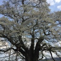 ミィ (@sasamii1129) 's Twitter Profile