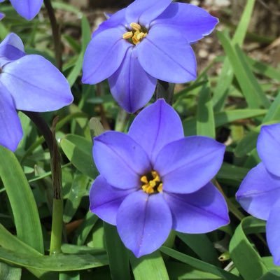 【盗掘予防】咲いていた場所は秘密に!【お願い】🌸 #なんの花ですか に分かる範囲で答えます。🌸手動につき気まぐれ回答ですが、既出かも?なんて気にせずに気軽にご利用ください🌸当方ただの農家のおばちゃんですので、難しいことはわかりません。🌸アイコンはハナニラの花です。