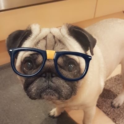 gordyfry's profile picture. Gordon, Gordy, Gorbo, G.. I go by many names but I always smell the same.... STINKY! but my mum ❤s me