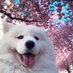 J@w0ll Hund€ (m@nchmal K@tz) (@jawollhunde) Twitter profile photo J@w0ll Hund€ (m@nchmal K@tz) (@jawollhunde) Twitter profile photo