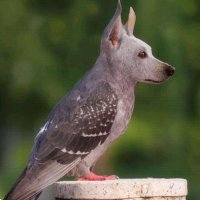 ๊ฐ์๐ณ๏ธโ๐ (@wdogbirdw) 's Twitter Profile