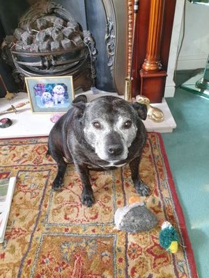I'm a 12 ish rescue staffie. I loved everyone human but not so fond of little white doggies.but I did get better eventually. Kia went to heaven on 15.08 22.😇💔