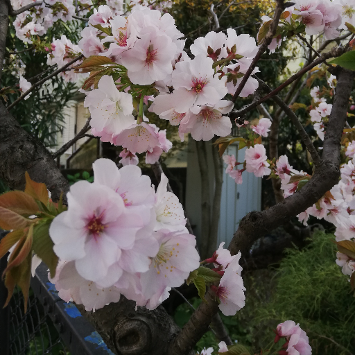 桜が好きです🌸風景写真・ポートレート写真も好きです🖼️