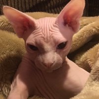 Queen(@QueenofSphynx) 's Twitter Profile Photo