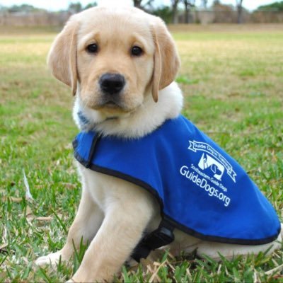 guidedogs19's profile picture. This account is for my campaign on guide dogs and the training stages and just in general other social media: Instagram: guidedog_campaign