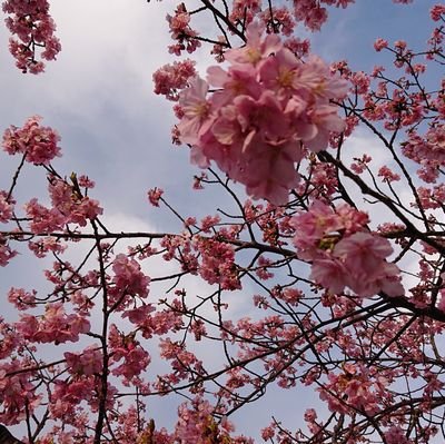 114komasan's profile picture. 