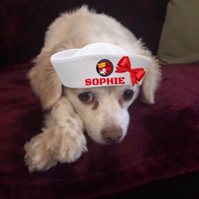 Widdles6's profile picture. Ima widdle girl chi mix n my favorite pastime is cuddling. My tag says “Sophie” but Mommy and the Love of my Life, Daddy call me Widdles. Or Wids. #ZSHQ