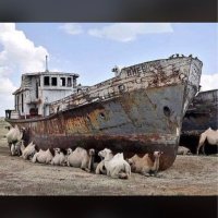 بندر عناد ( نقديات ) (@naqdiat) Twitter profile photo