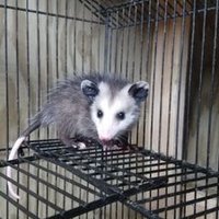Opie Acres (@acresopie) 's Twitter Profile
