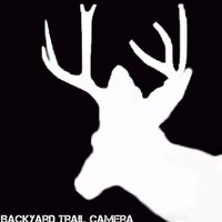 Backyard Trail Camera(@TrailBackyard) 's Twitter Profile Photo