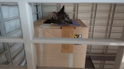 catP0310's profile picture. ぺぱらんチャンネル（動画投稿）→https://t.co/6RmzEIKMbN
命を大事にガンガン行こうぜ！（ゲーム配信）→https://t.co/IVBIvcWNj4