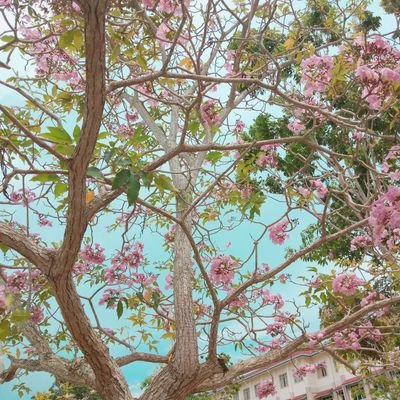 nuraisyvh_'s profile picture. Patience and happiness, the key  to peace.🌸
