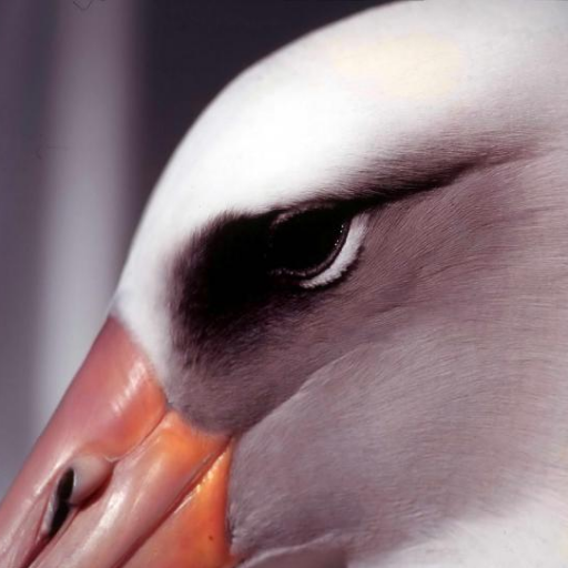 Albatros: el pseudónimo del heterónimo.