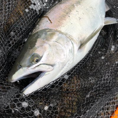 りょん チカ釣りにて衝撃の魚 サクラでもないアメマスでもないスチールでもない 頬の黄色味 サイズは62 これってまさかシートラウト 釣れたチカに来たのか赤い重りにきたのかは不明笑 知識不足すぎてすいません