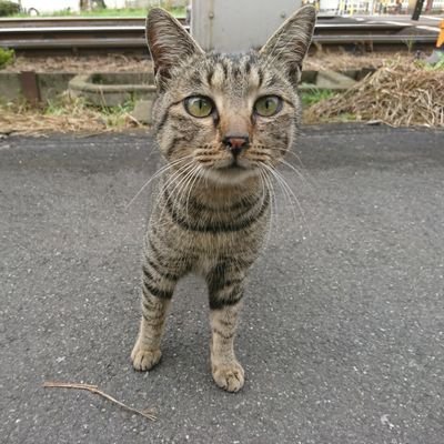 猫好きな釣り人
東京湾の船釣りしてます。陸っぱりも東京都がホーム　
基本エサ釣り、ルアーも修行中…